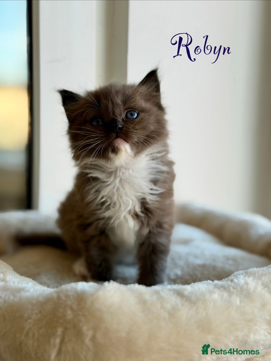 Ragdoll cats for sale: TICA registered cherubim kittens - Advert 1