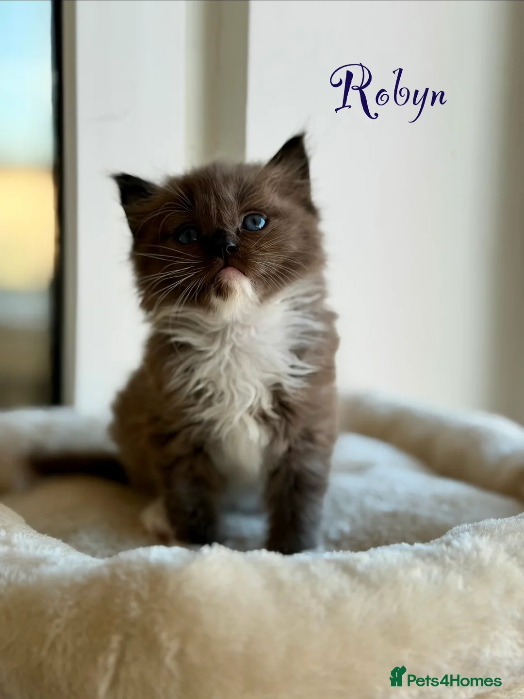 Ragdoll cats for sale: TICA registered cherubim kittens - Advert 1