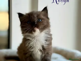 Ragdoll cats TICA registered cherubim kittens - Advert 1