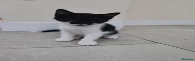 Black and white British Shorthair 2