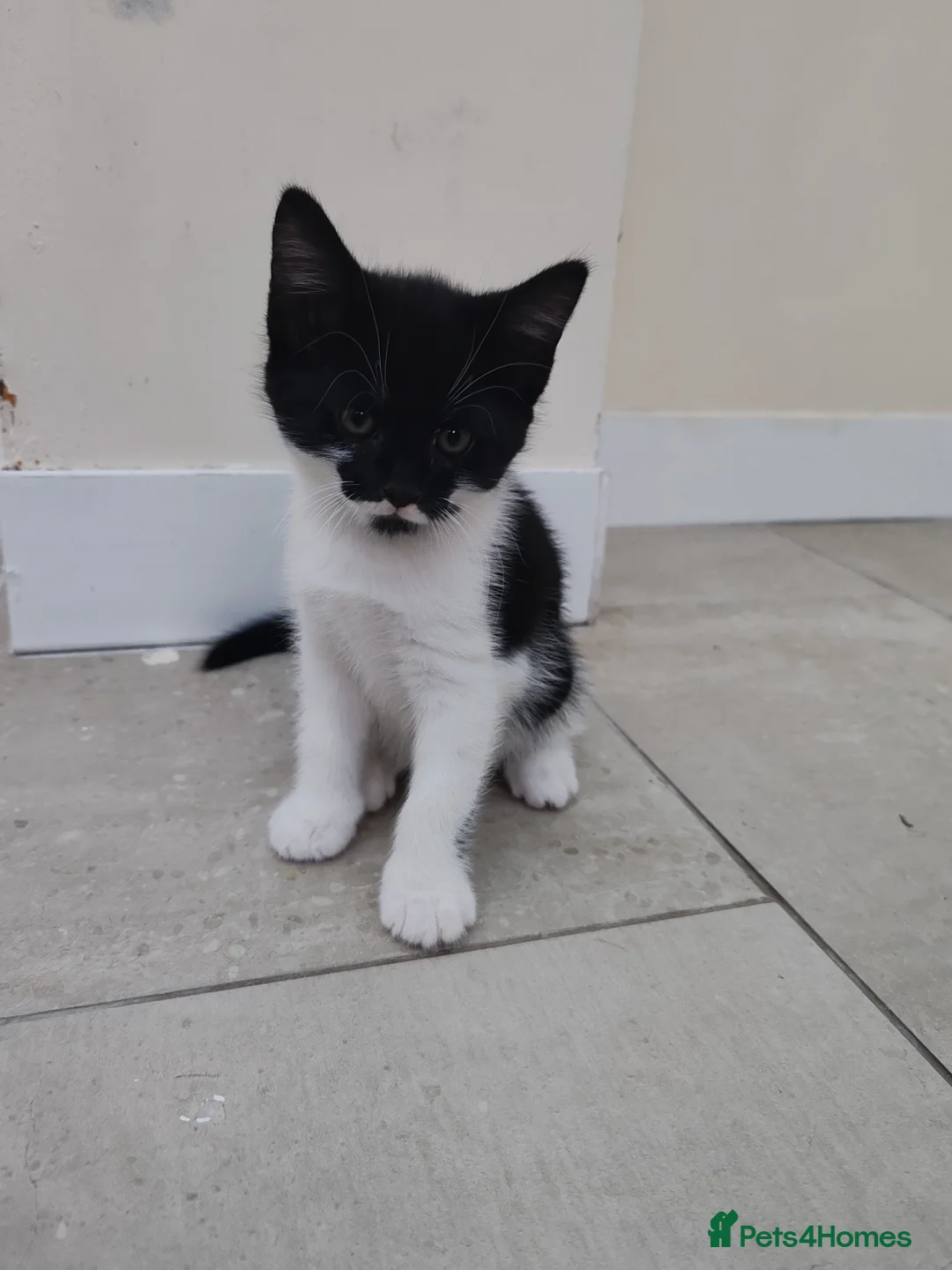 British Shorthair cats for sale: Full black or black and white British shhorthair in Chatham - Advert 2