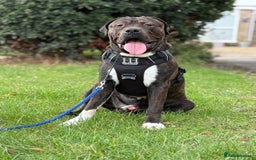 Presa Canario dogs for sale: Presa for rehoming  - Image 1