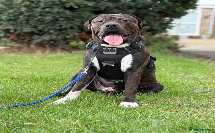 Presa Canario dogs - Advert 1