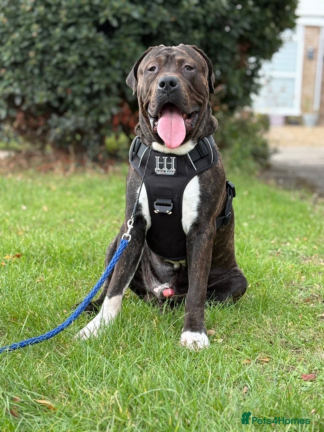 Presa Canario dogs for sale: Presa for rehoming  - Image 1