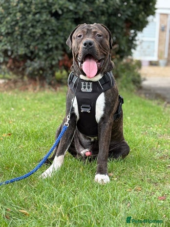 Presa Canario dogs - Advert 1