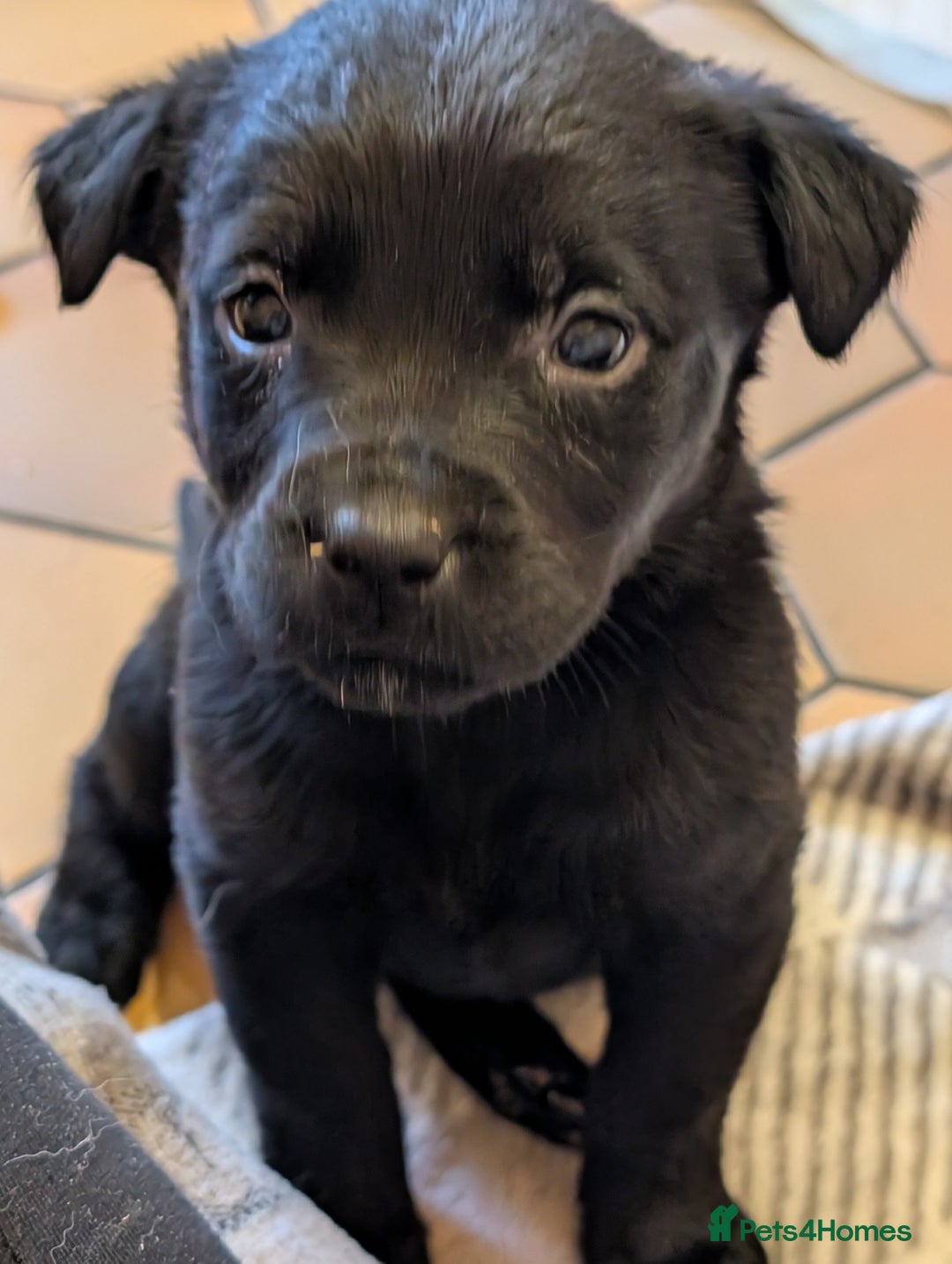 Labrador Retriever dogs for sale: Stunning litter of Labrador retriever pups  - Advert 33