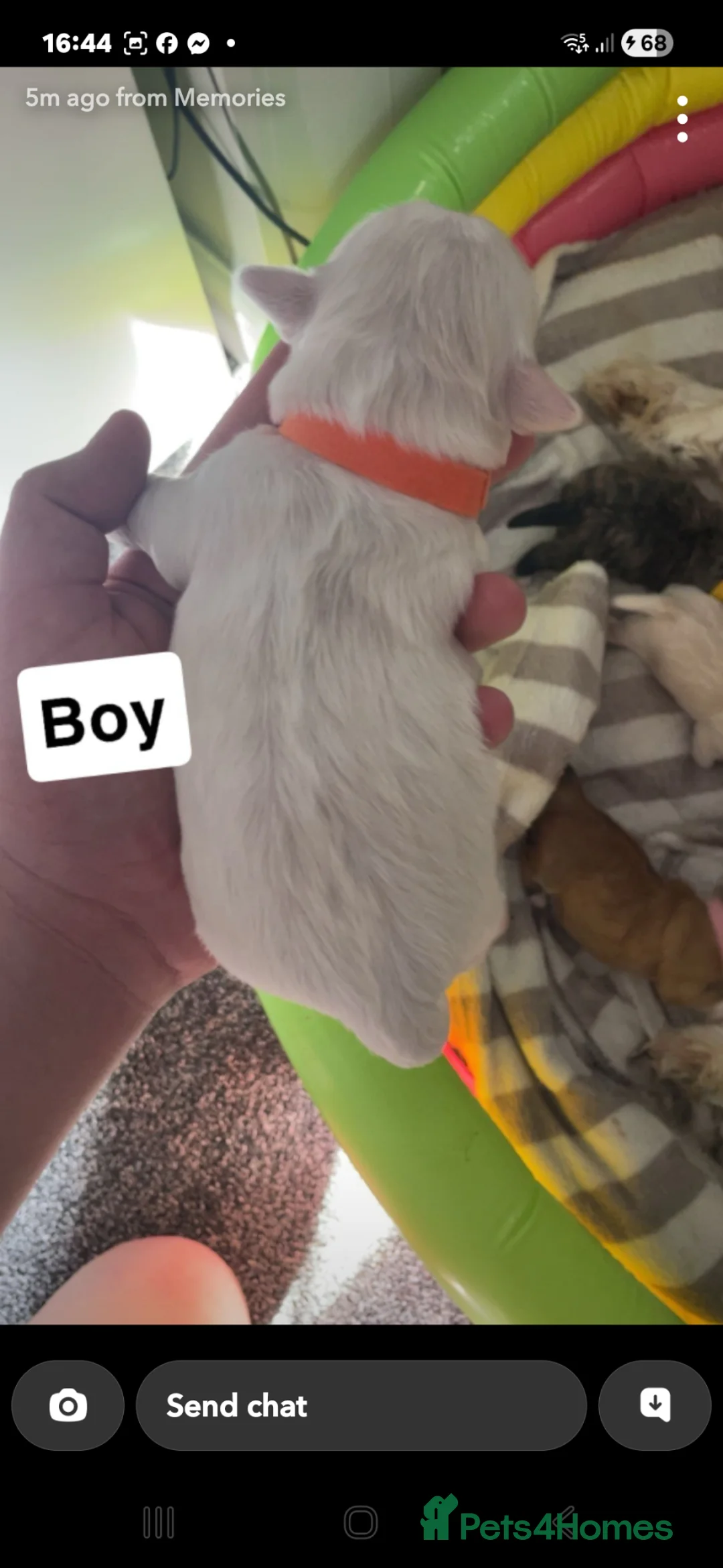 Lhasa Apso dogs for sale: Lhasa apso puppies in Knottingley - Advert 2