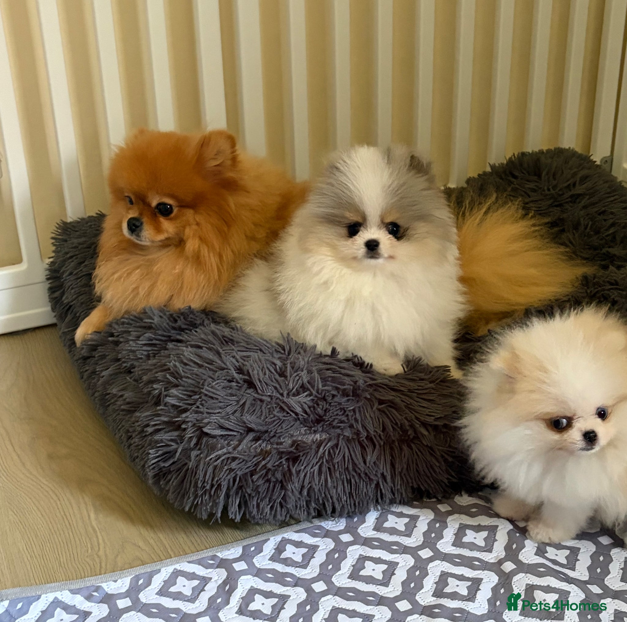 Pomeranian dogs Pomeranian Puppies  - Advert 2