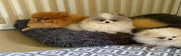 Pomeranian dogs for sale: Pomeranian Puppies  - Advert 3