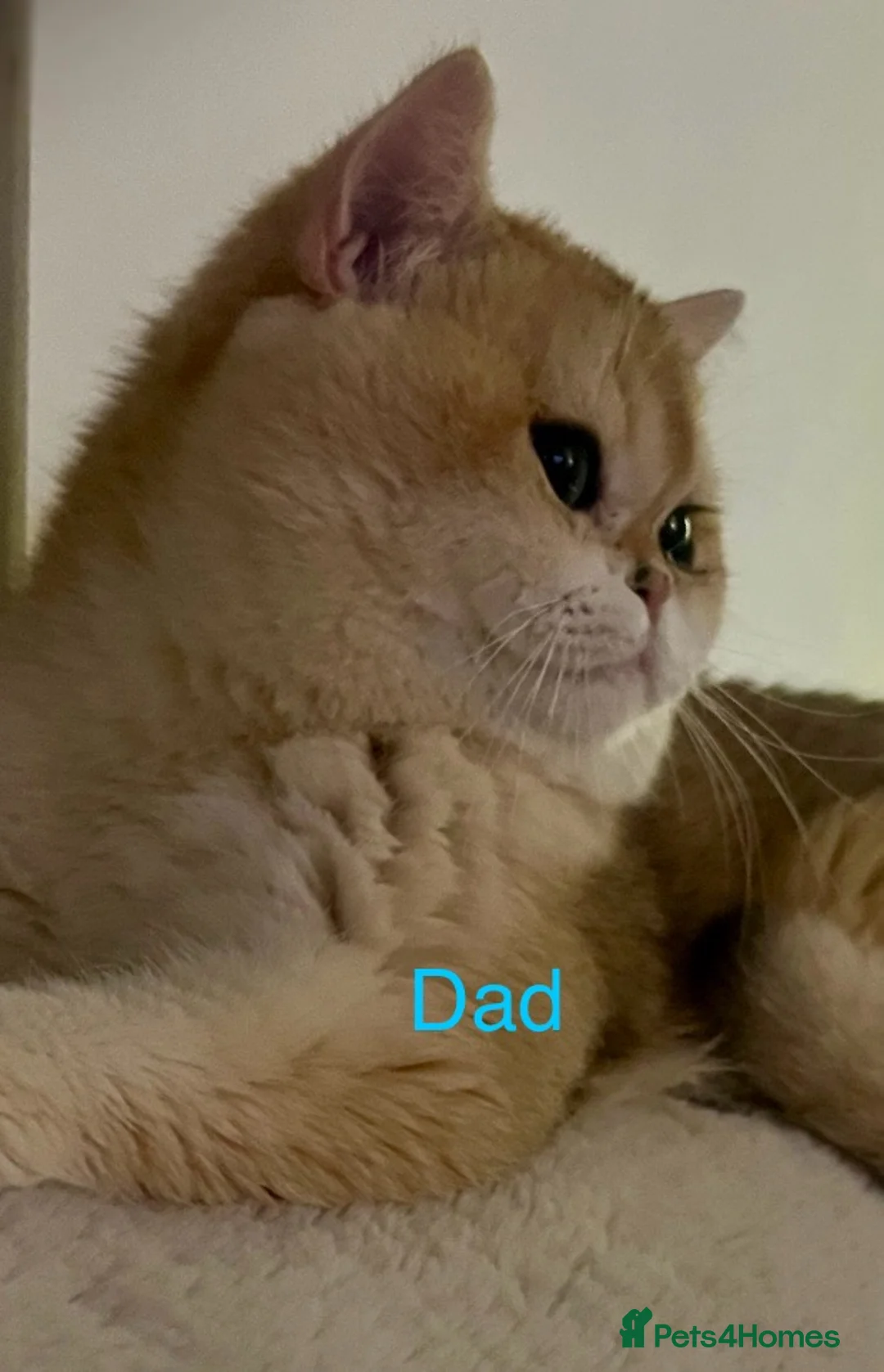 British Shorthair cats for sale: 🏆 Ny12 Golden British Shorthairs 🏆 - Advert 20