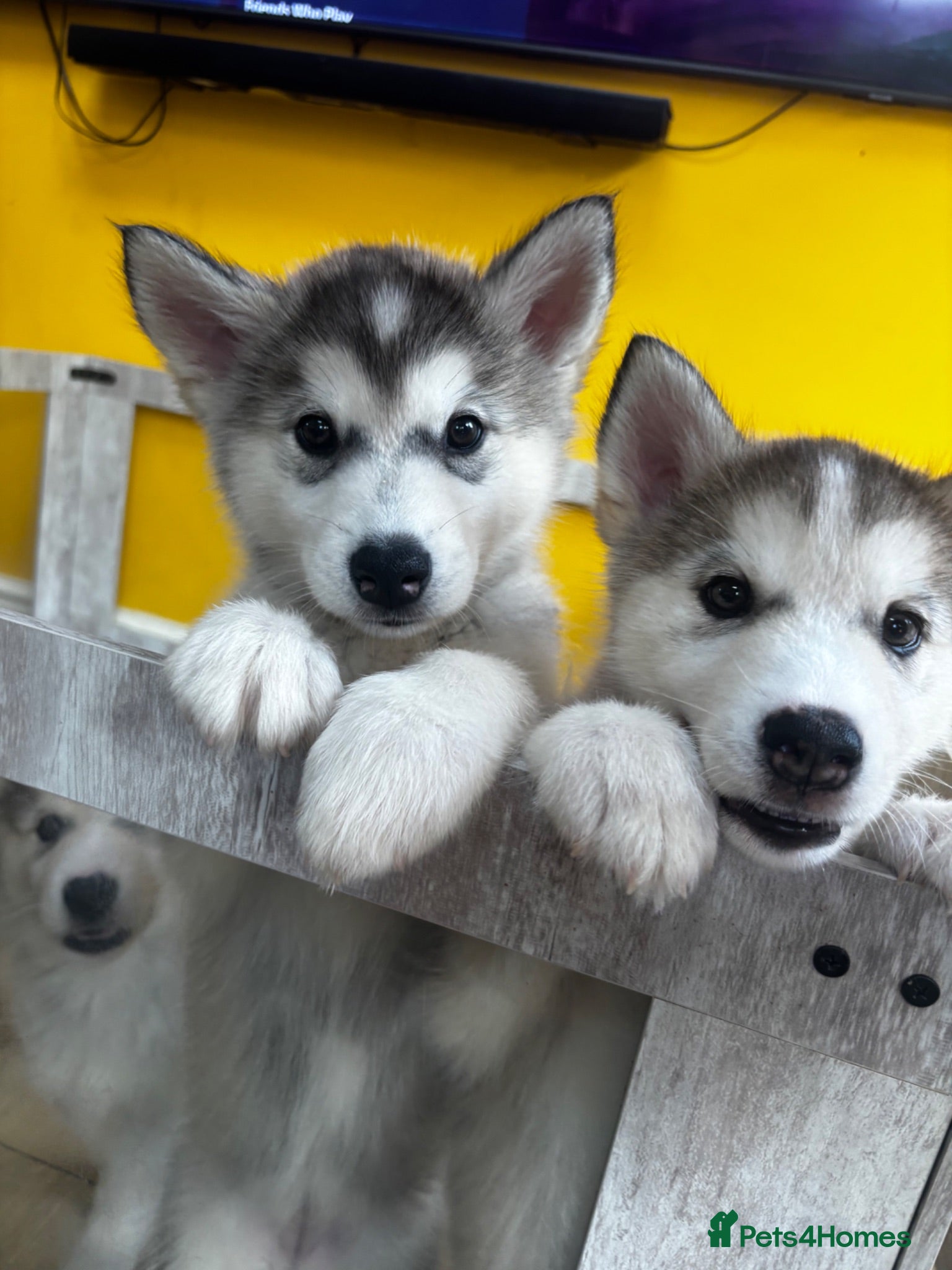 Utonagan dogs Husky x Malamute puppies - Advert 1