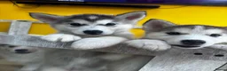 Utonagan dogs for sale: Husky x Malamute puppies - Advert 1