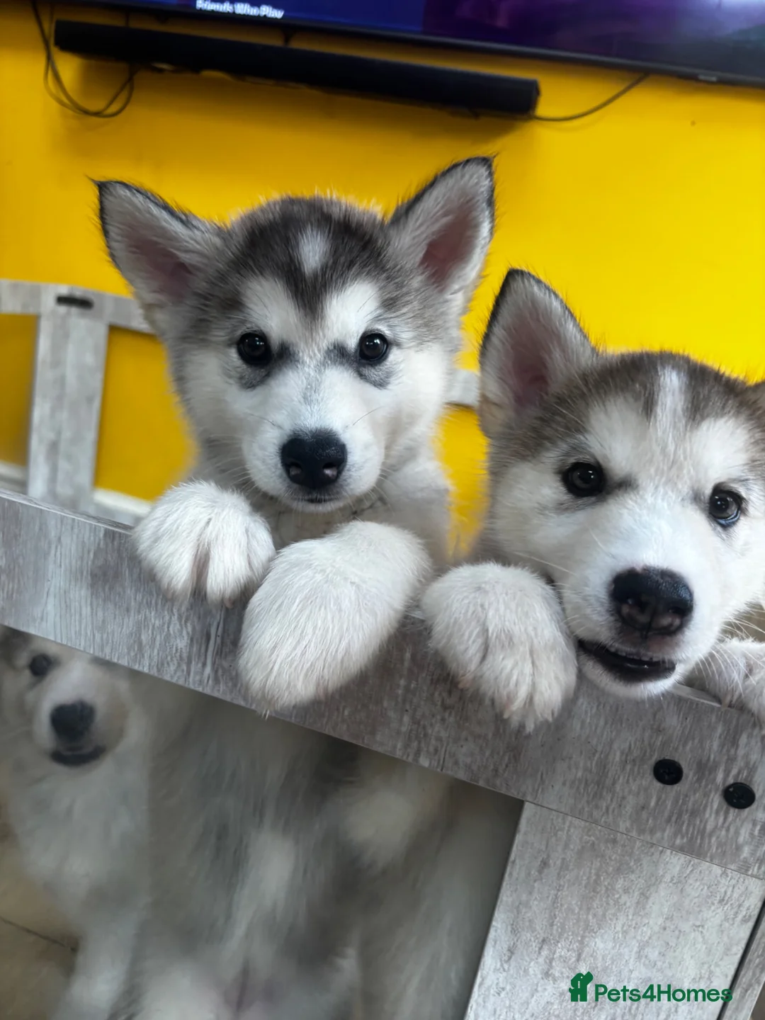 Utonagan dogs for sale: Husky x Malamute puppies - Advert 1