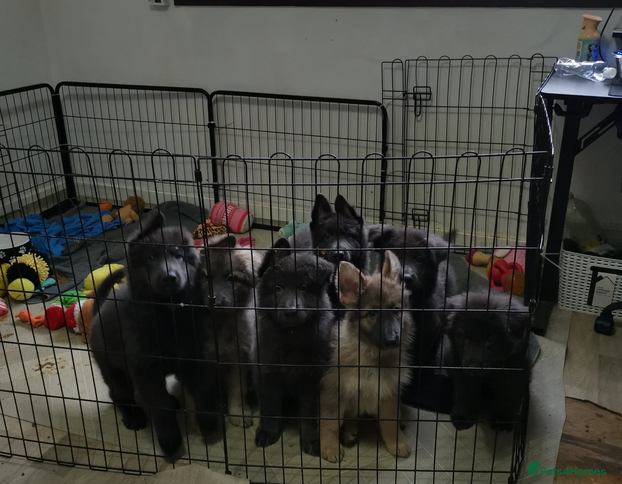 German Shepherd dogs 💙🐾 Rare Blue & Isabella German shepherd puppies  - Advert 2