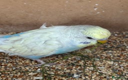 Budgerigars birds for sale: Budgies for sale £15 in Lincoln - Image 6