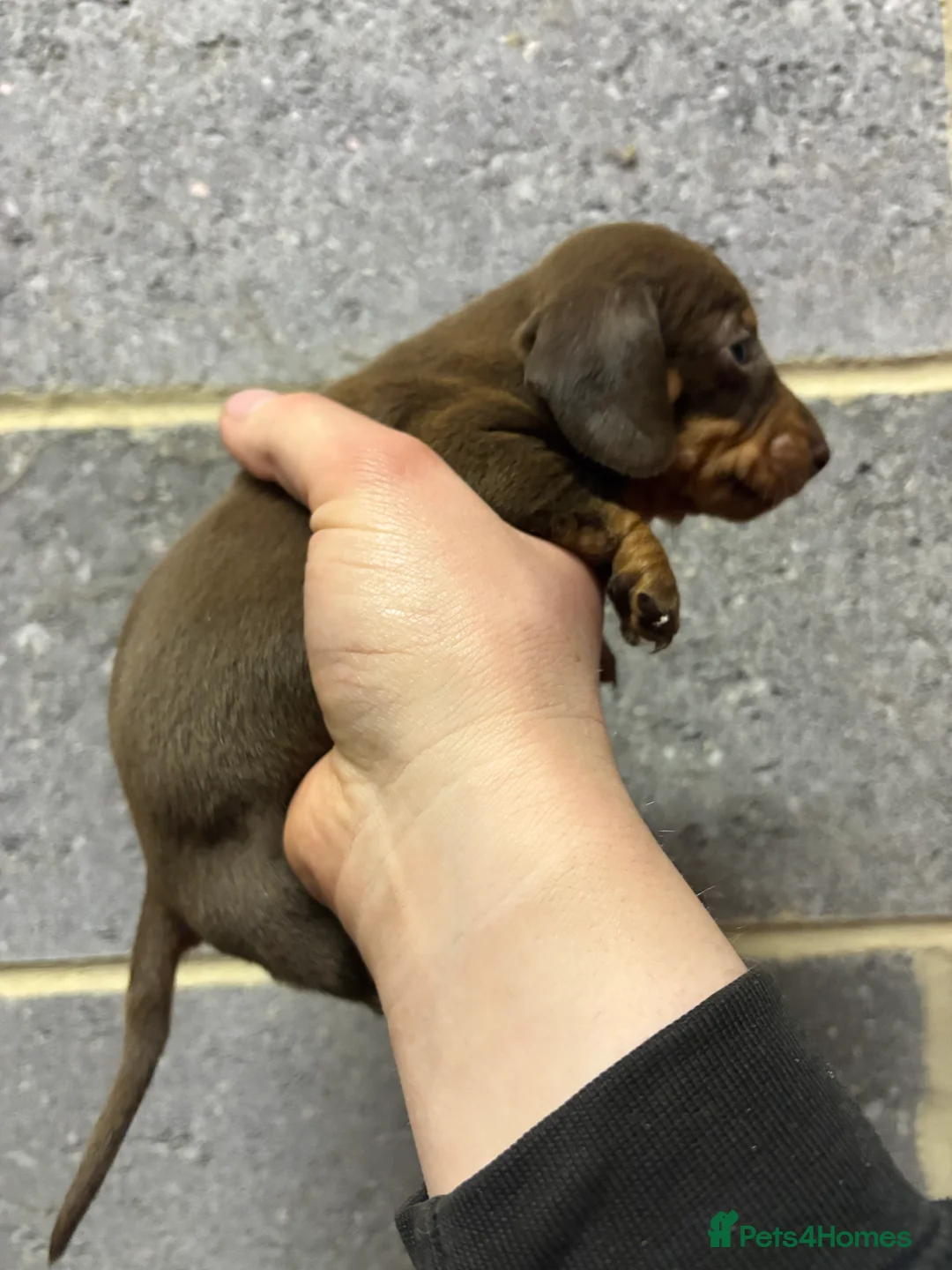 Miniature Dachshund dogs for sale: 5 Stunning dachshund puppies  - Advert 12