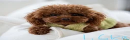 Toy Poodle dogs for sale: Beautiful Asian Toy Poodles  - Advert 5