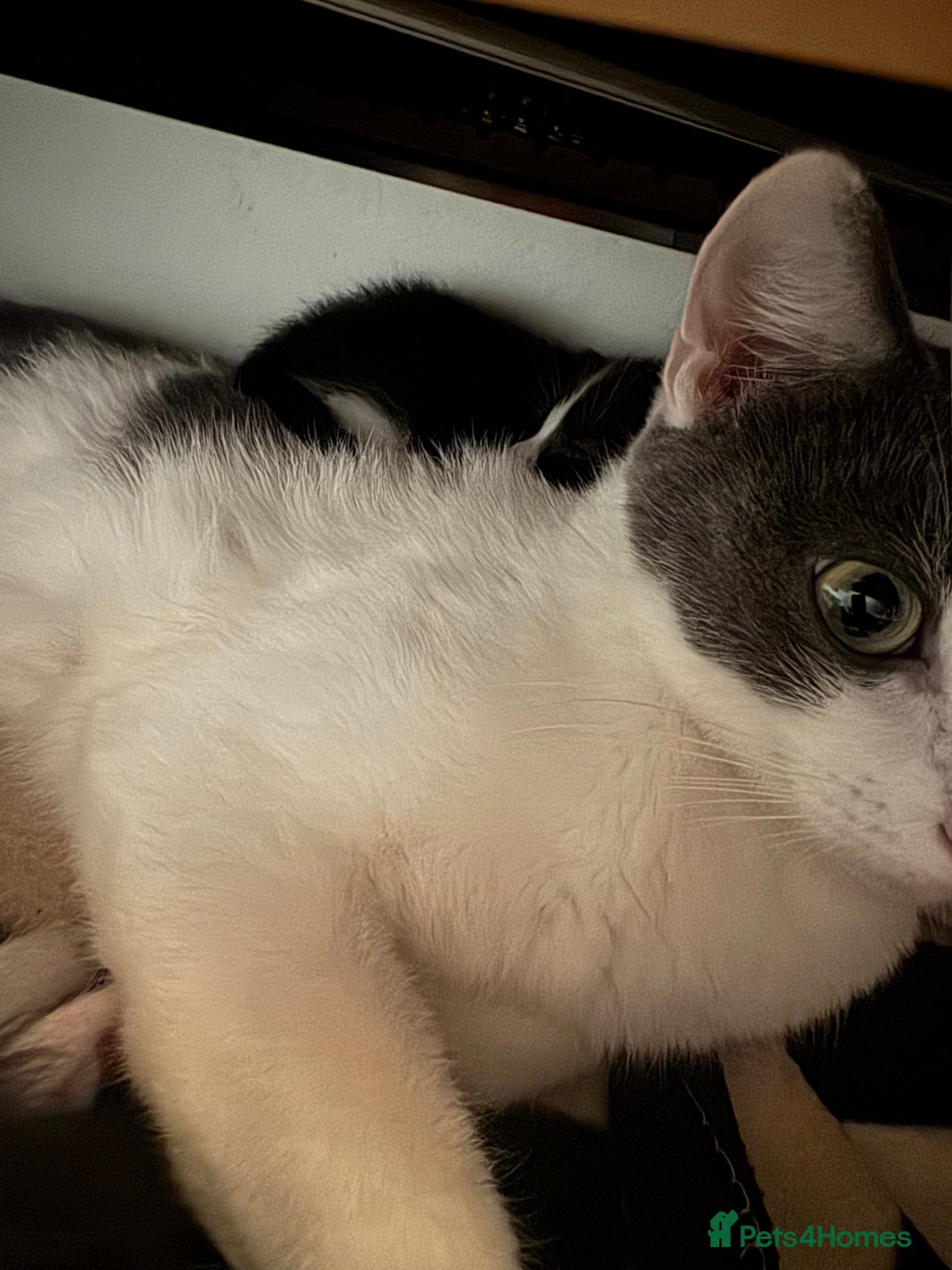 Mixed Breed cats for sale: Cute 4 kittens looking for loving home - Advert 14