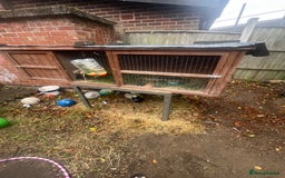 German Lop rabbits for sale: Two rabbits male and female  - Image 3