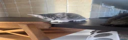 Mixed Breed cats for sale: Gorgeous Kittens  - Advert 5