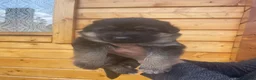 German Shepherd dogs for sale: Exceptional German Shepherd Puppies  - Advert 3