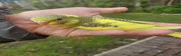 Budgerigars birds for sale: Hand reared super tame budgie  - Advert 9