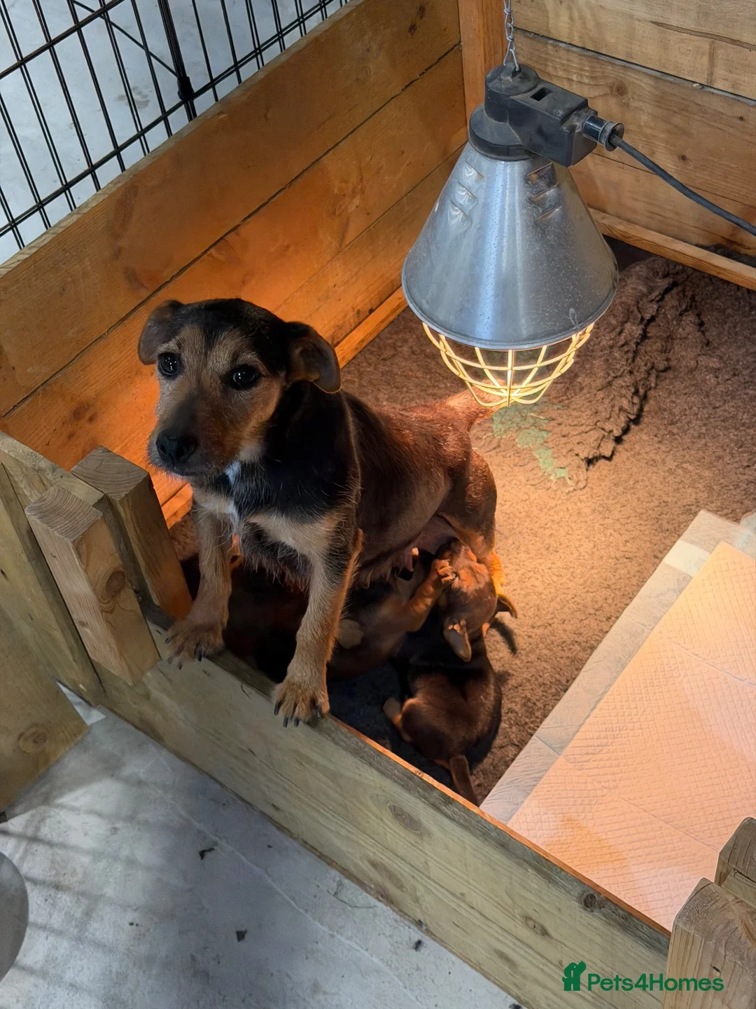 Mixed Breed dogs for sale: 3 male terrier pups in Alexandria - Advert 15