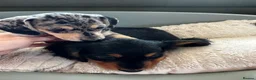 Dachshund dogs for sale: Miniature Dachshund Puppies Read Soon  - Advert 25
