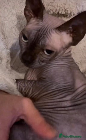 Sphynx cats - Advert 5