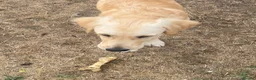 Golden Retriever dogs for sale: Female 6 month old Golden Retriever  in Biggleswade - Advert 6