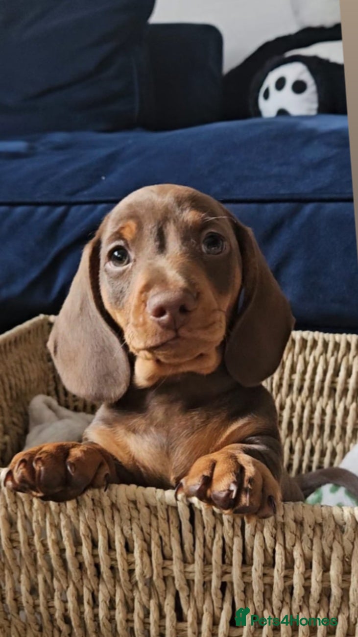 Miniature Dachshund dogs READY NOW KC reg miniature dachshund  - Advert 17
