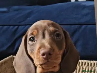 Miniature Dachshund dogs READY NOW KC reg miniature dachshund - Advert 17