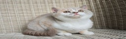 British Shorthair cats for sale: Stunning British Shorthair Kittens  - Advert 9