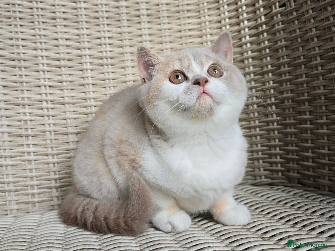 British Shorthair cats for sale: Stunning British Shorthair Kittens  - Advert 9