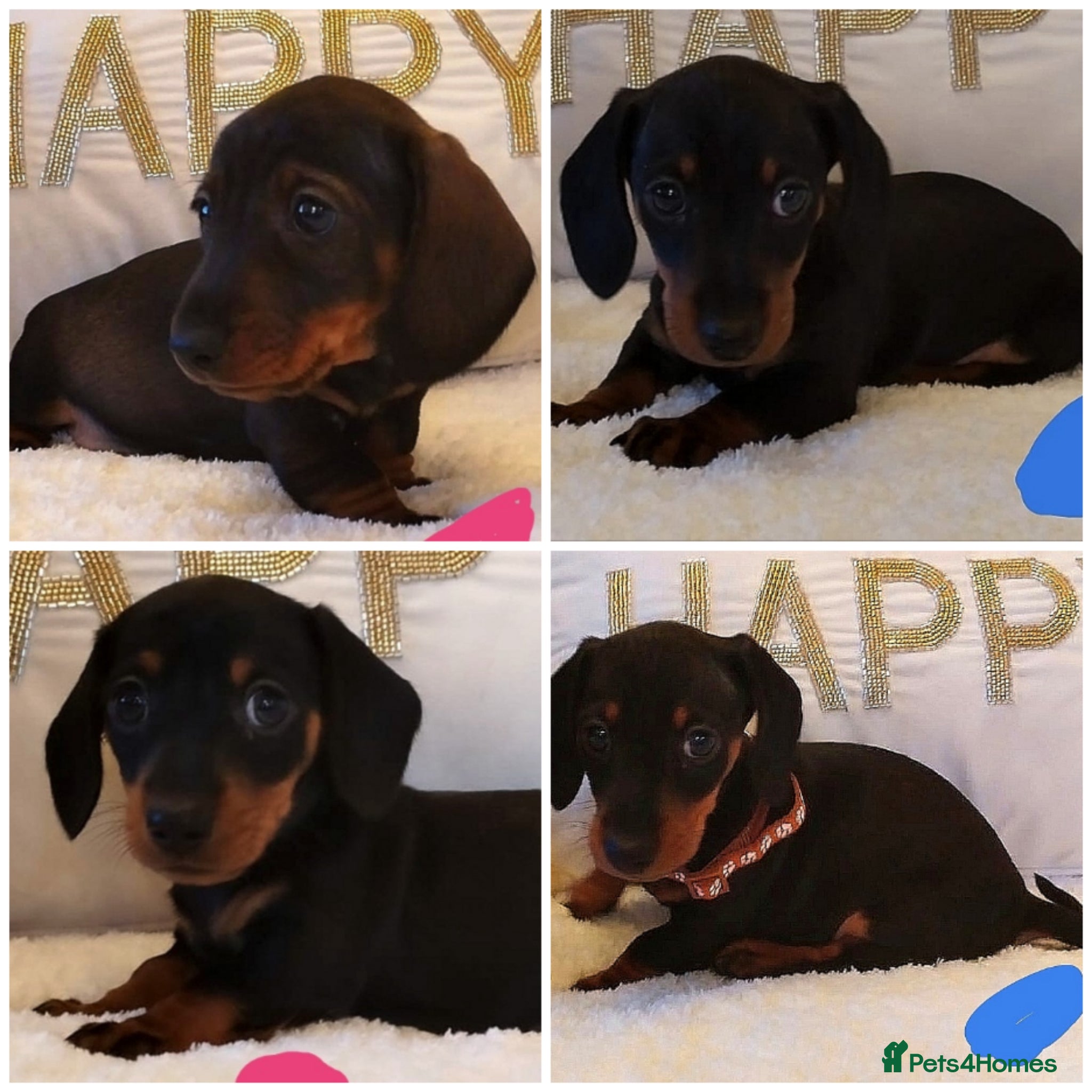 Miniature Dachshund dogs Mini dachshund  - Advert 12