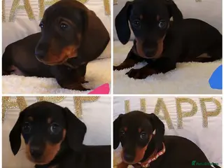 Miniature Dachshund dogs Mini dachshund - Advert 12