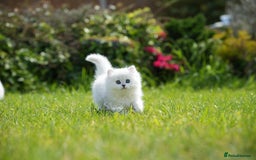 British Shorthair cats for sale: GCCF reg, BSH & BLH kittens in Coventry - Image 10
