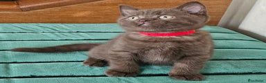 Chocolate British Shorthair Kitten