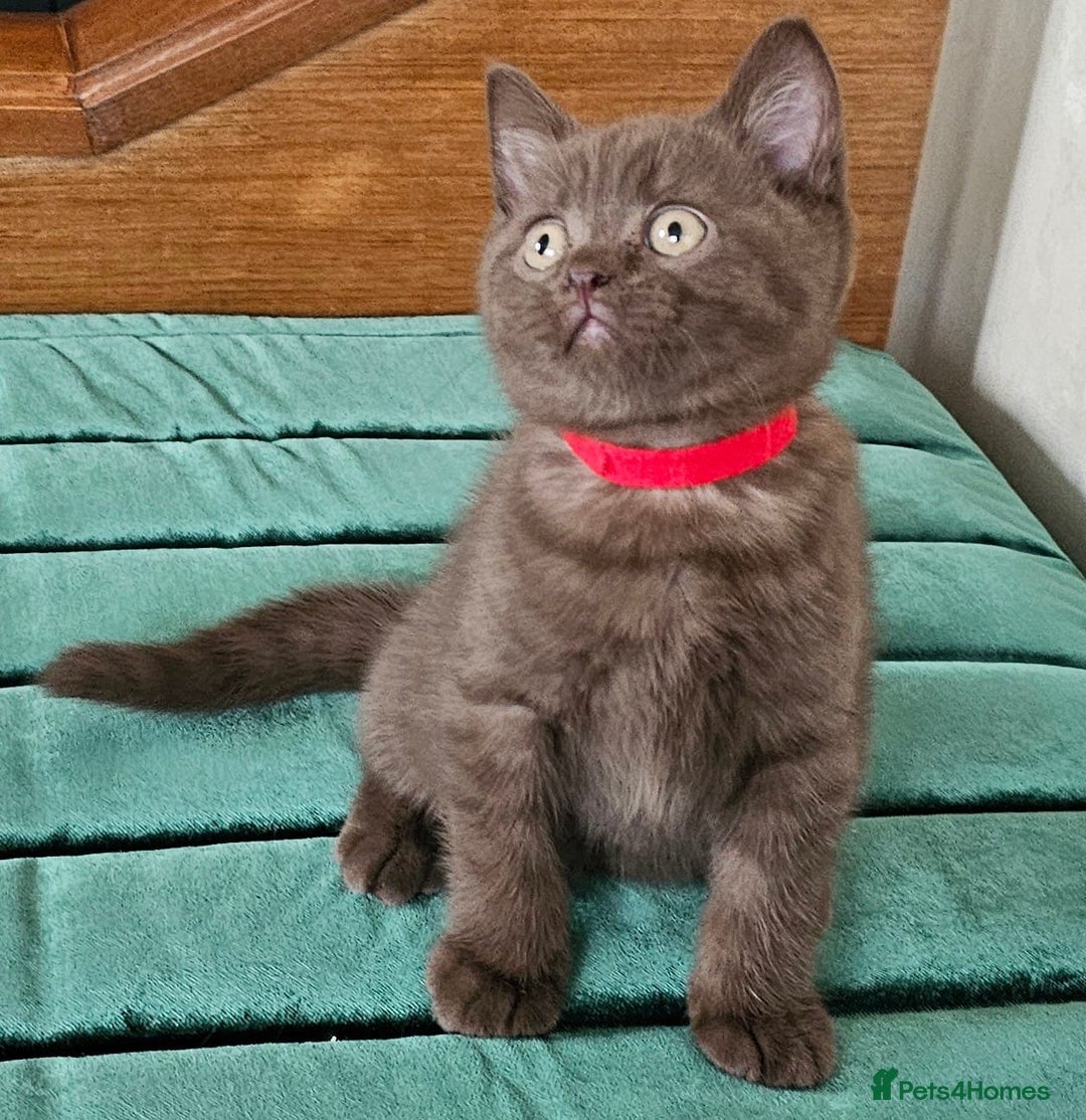 British Shorthair cats for sale: 🐾 British Shorthair Kittens Looking for Homes 🏡 - Advert 10