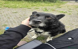 Mixed Breed dogs for adoption: Freckles is ready to find a family! - Image 5