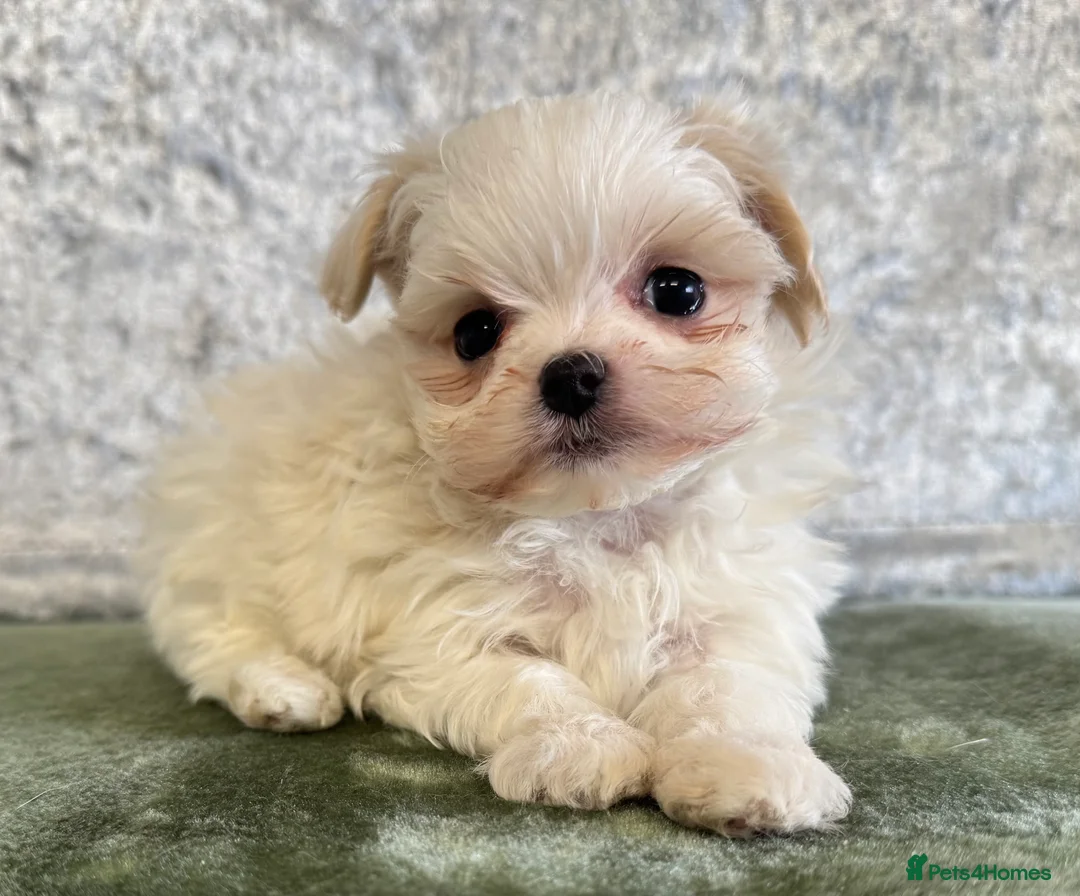 Maltipoo dogs for sale: Tiny f1b maltipoos  - Advert 11