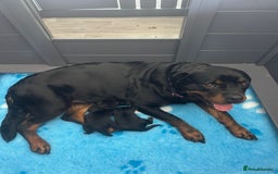 Rottweiler dogs for sale: 2 Stunning KC Pups Health Tested Parents  - Image 5