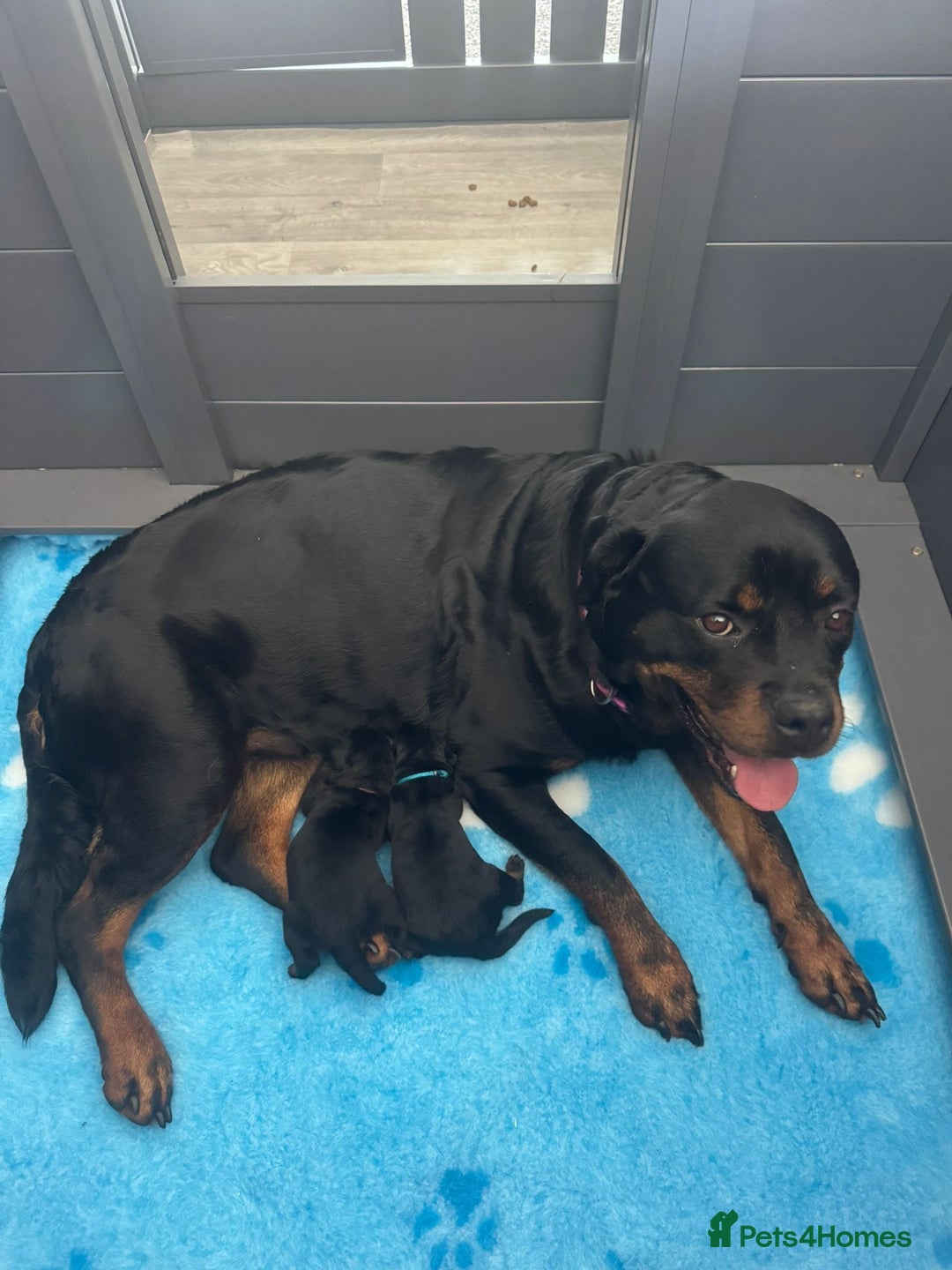 Rottweiler dogs for sale: 2 Stunning KC Pups Health Tested Parents  - Image 5