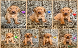 Labrador Retriever dogs for sale: Fox Red Labrador Puppies From Working Parents - Image 2