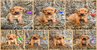 Labrador Retriever dogs - Advert 8