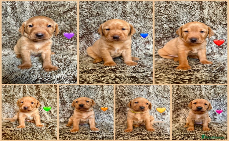 Labrador Retriever dogs - Advert 2
