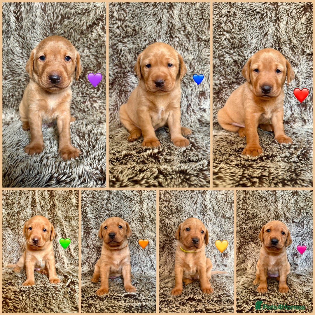Labrador Retriever dogs for sale: Fox Red Labrador Puppies From Working Parents - Image 2