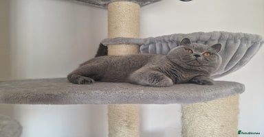 British Shorthair cats - Advert 9