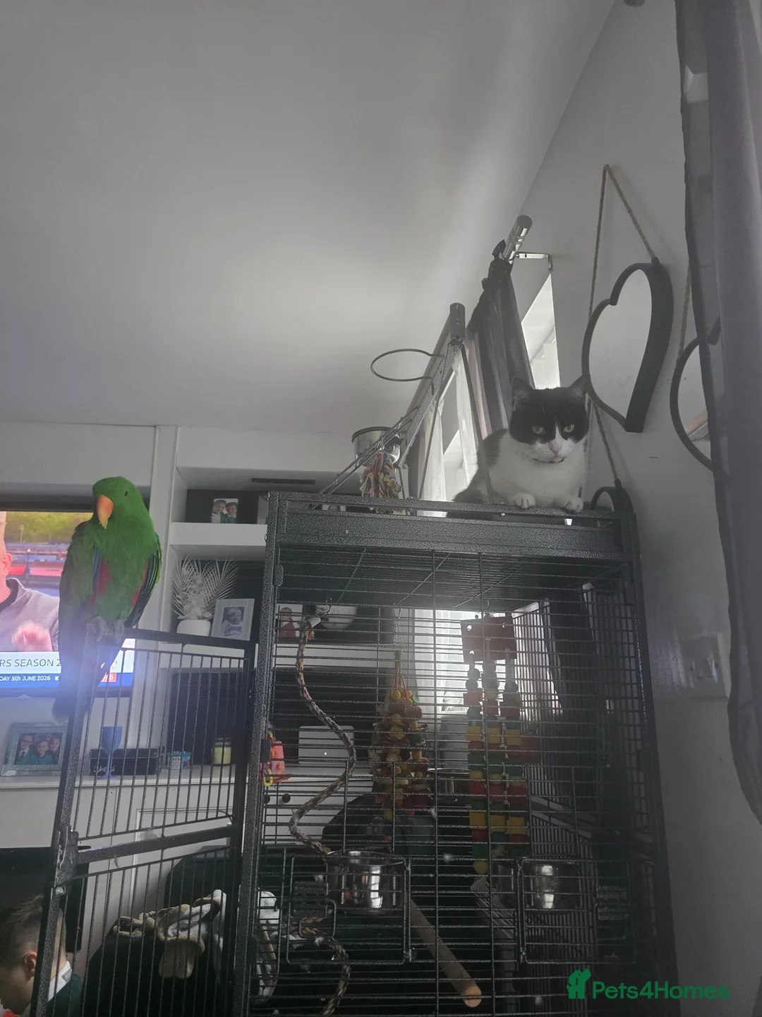 Parrots birds for sale: Eclectus male - Advert 2