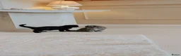Siberian cats for sale: 🐾 Stunning Purebred Siberian Kittens–Ready Now 🐾 in Coventry - Advert 4
